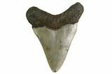 Bargain, Megalodon Tooth - North Carolina #152922-1
